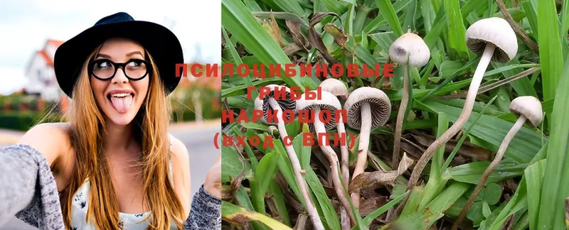 Галлюциногенные грибы Psilocybe  Дорогобуж 